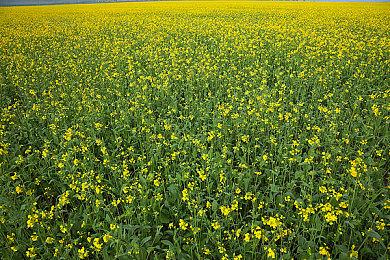 Switch2底座模式不支持VRR 开发者文档证实硬件限制